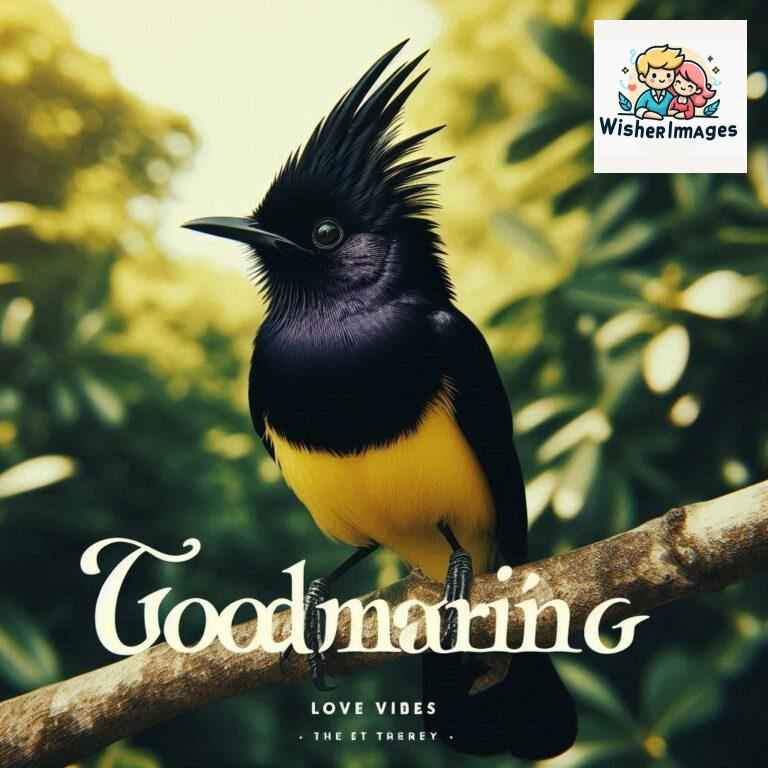 Good-Morning-Just-as-this-radiant-bird-brings-a-touch-of-color-to-the-morning-may-your-day-be-filled-with-vibrant-moment_112