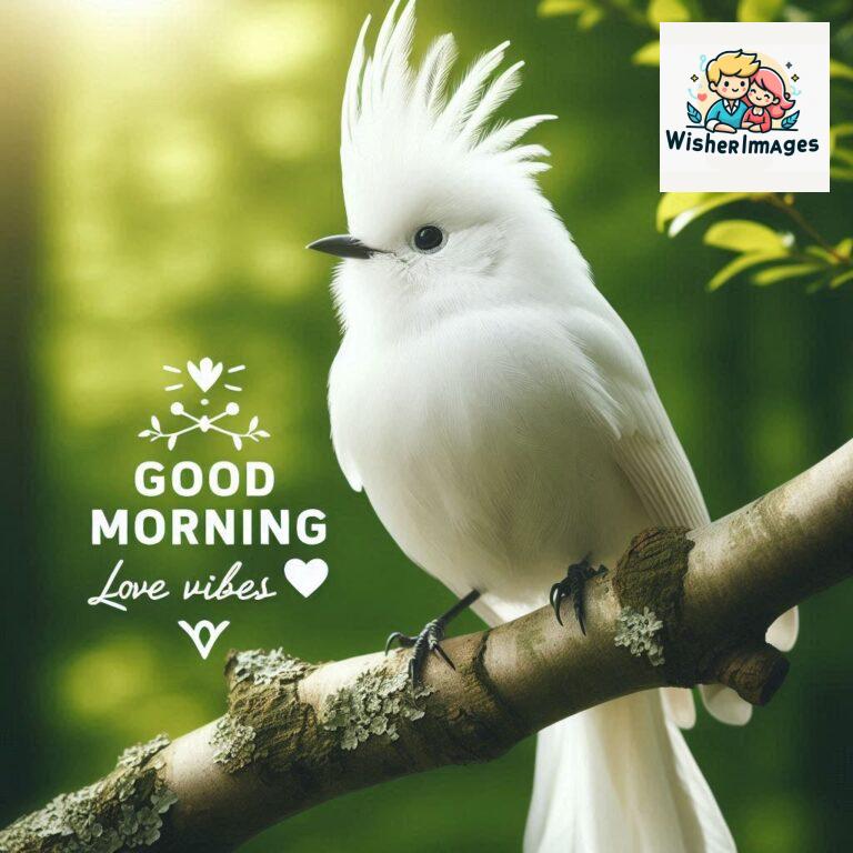 Good-Morning-Just-as-this-radiant-bird-brings-a-touch-of-color-to-the-morning-may-your-day-be-filled-with-vibrant-moment_86